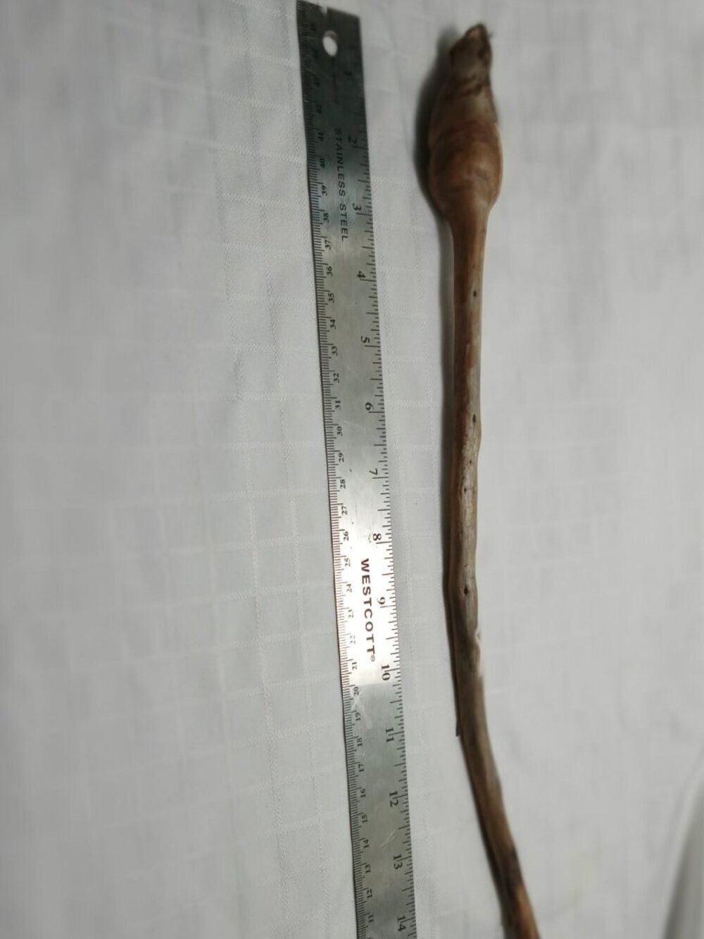 An extraordinary birch burl rare and precious birch wood, perfect for carving